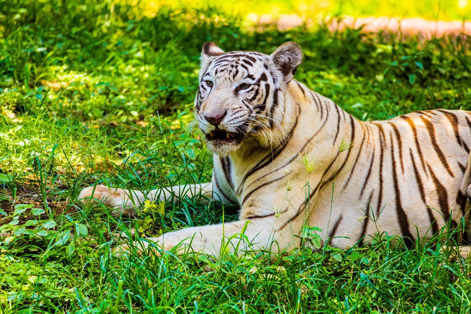 Hyderabad Zoological Park Safari