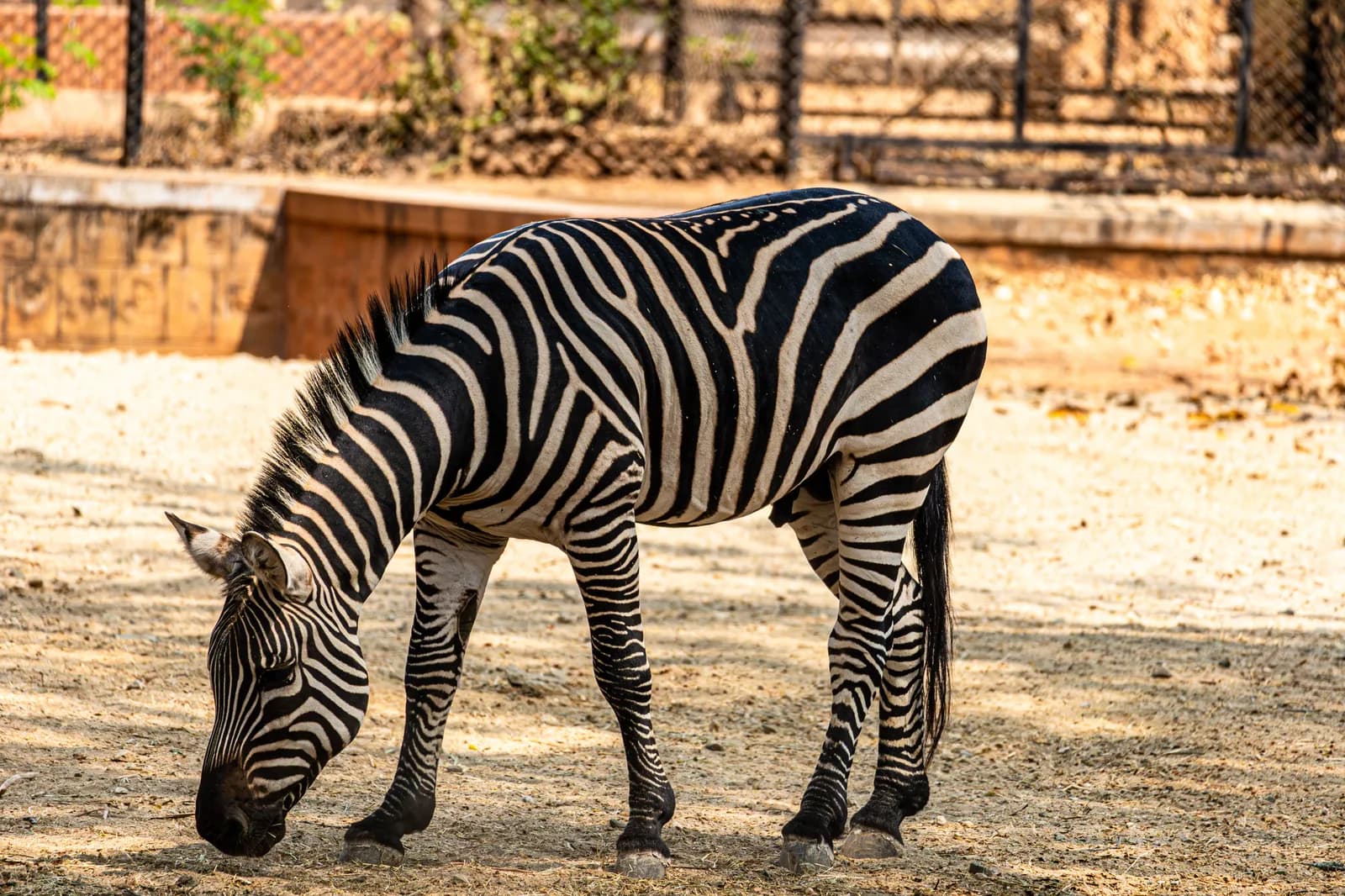 Hyderabad Zoological Park Safari