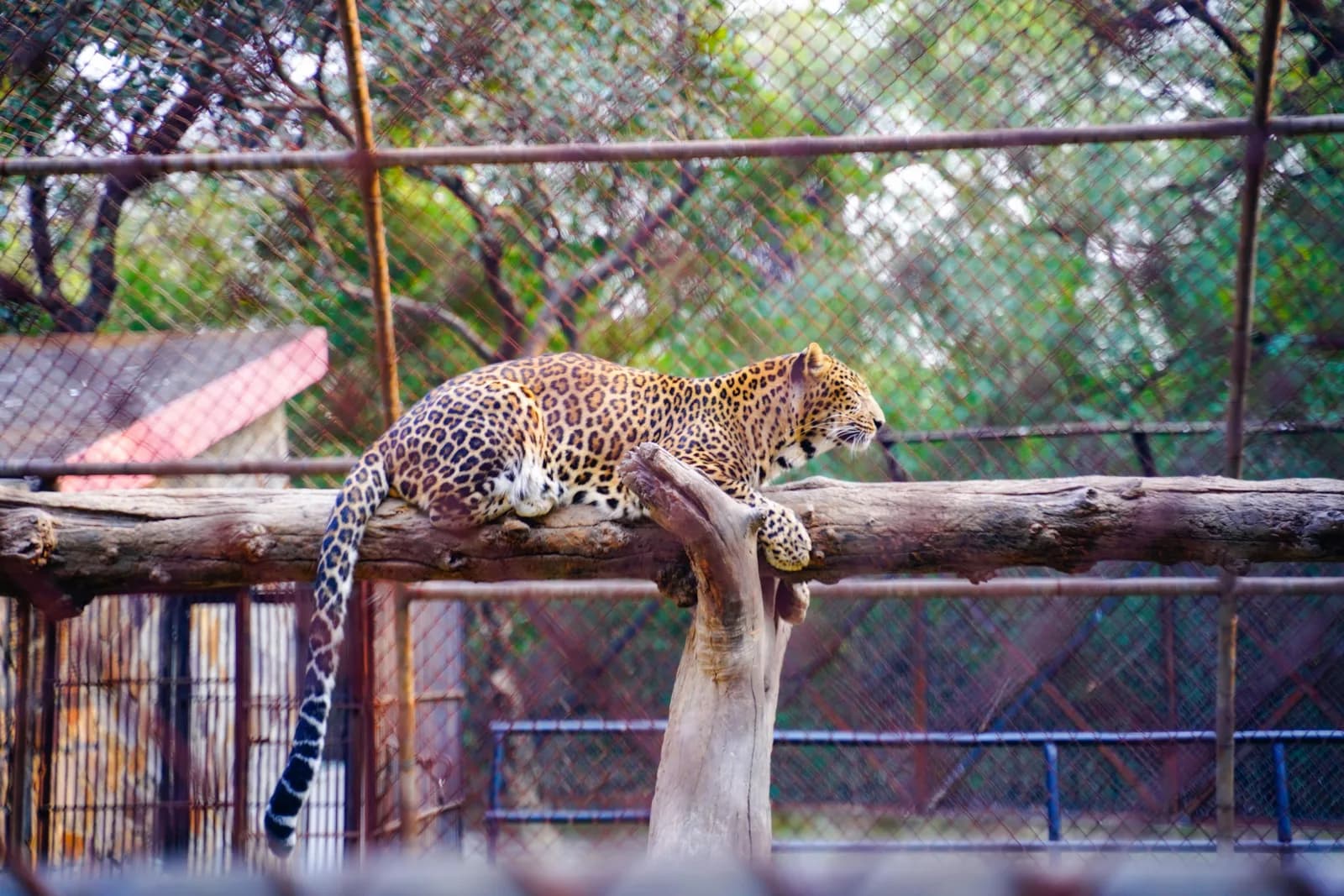 Hyderabad Zoological Park Safari